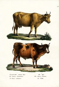 牛、1824年 作： Karl Joseph Brodtmann